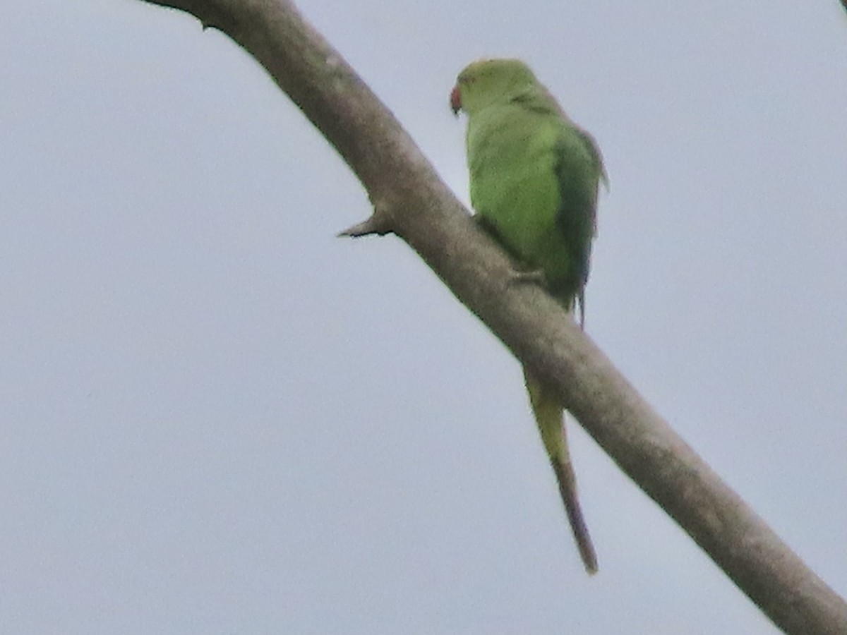 Yeşil Papağan - ML619988359