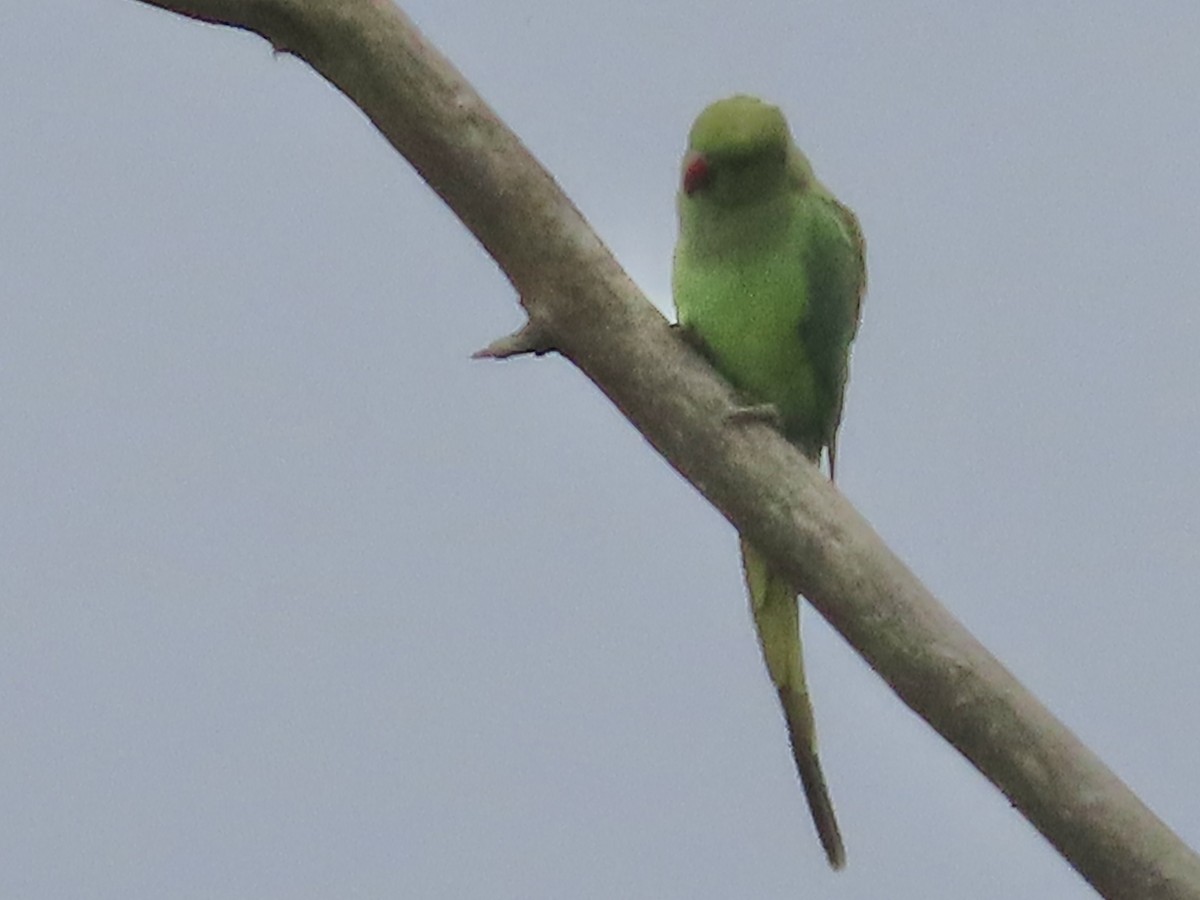 Yeşil Papağan - ML619988361