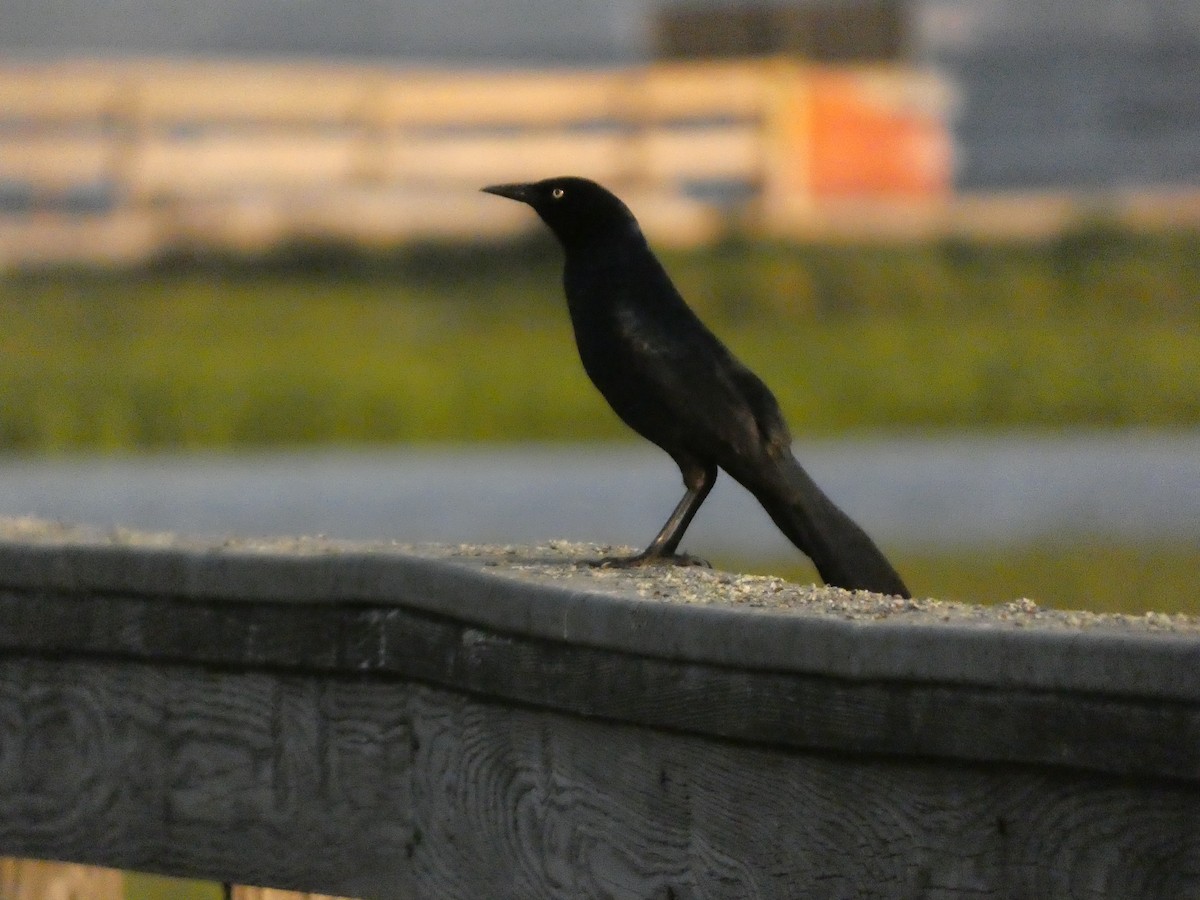 Boat-tailed Grackle - ML619988364