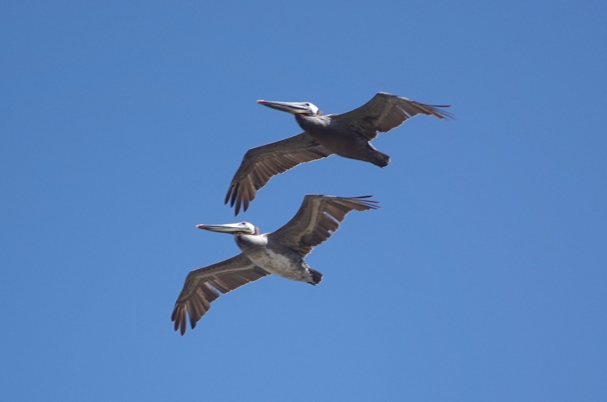 pelikán hnědý - ML619988367