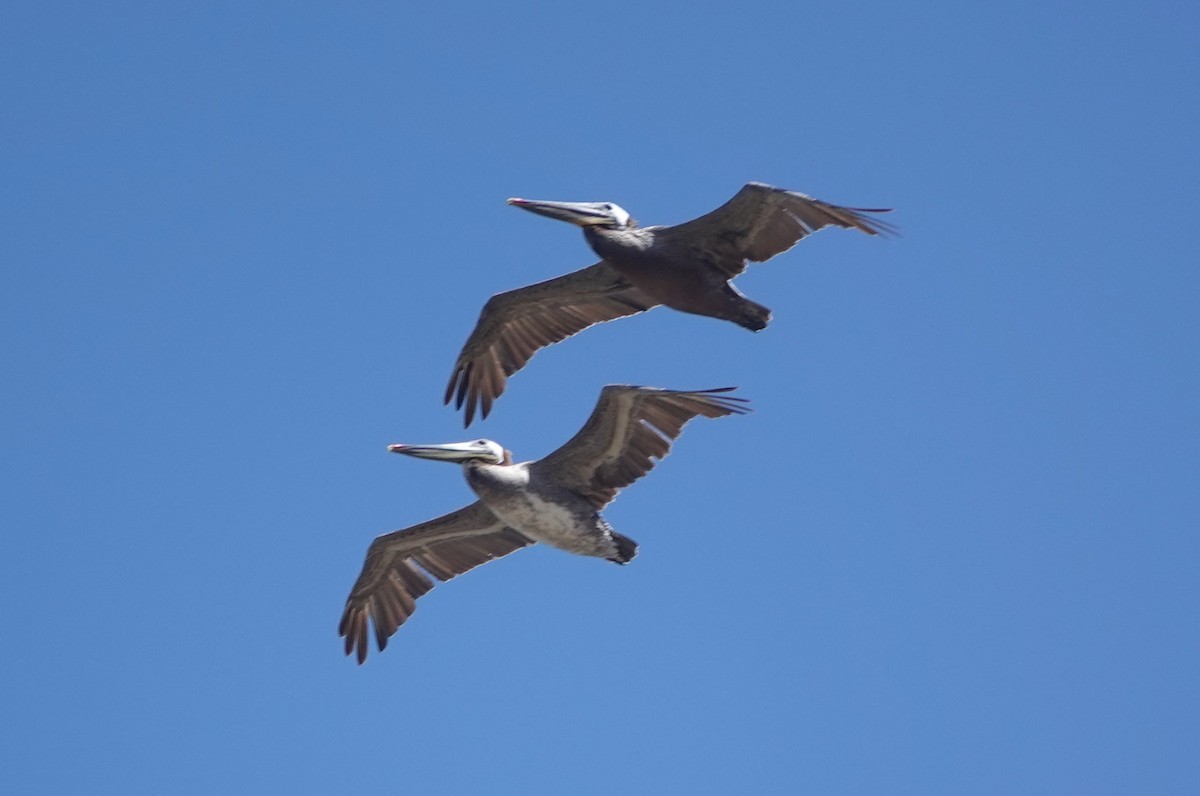 Brown Pelican - ML619988367