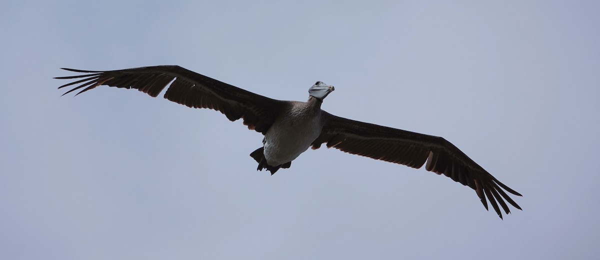 Brown Pelican - ML619988368