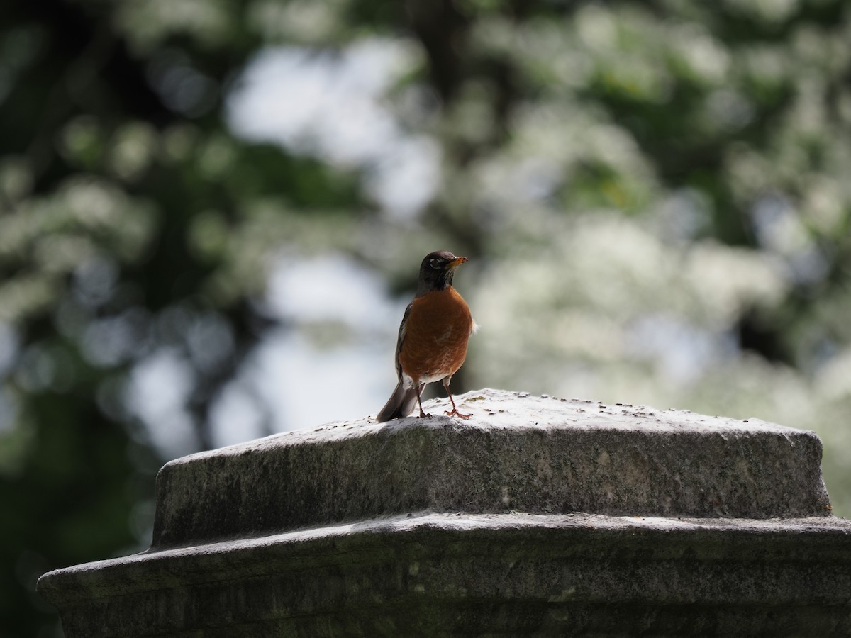 American Robin - ML619988369