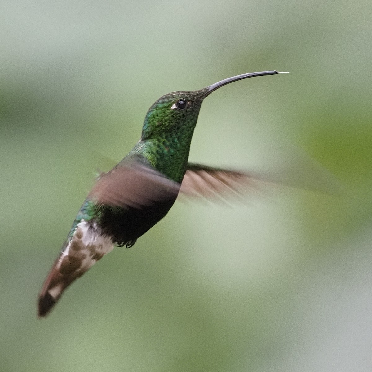 kolibřík aksamitový - ML619988373