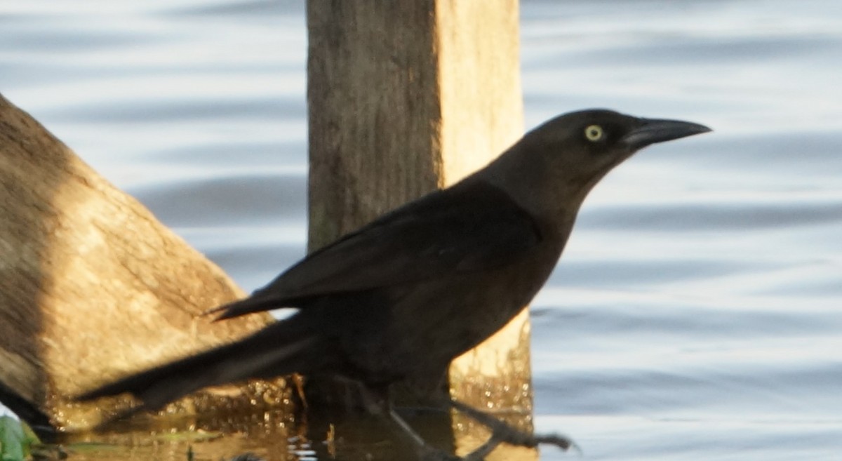 Great-tailed Grackle - ML619988374