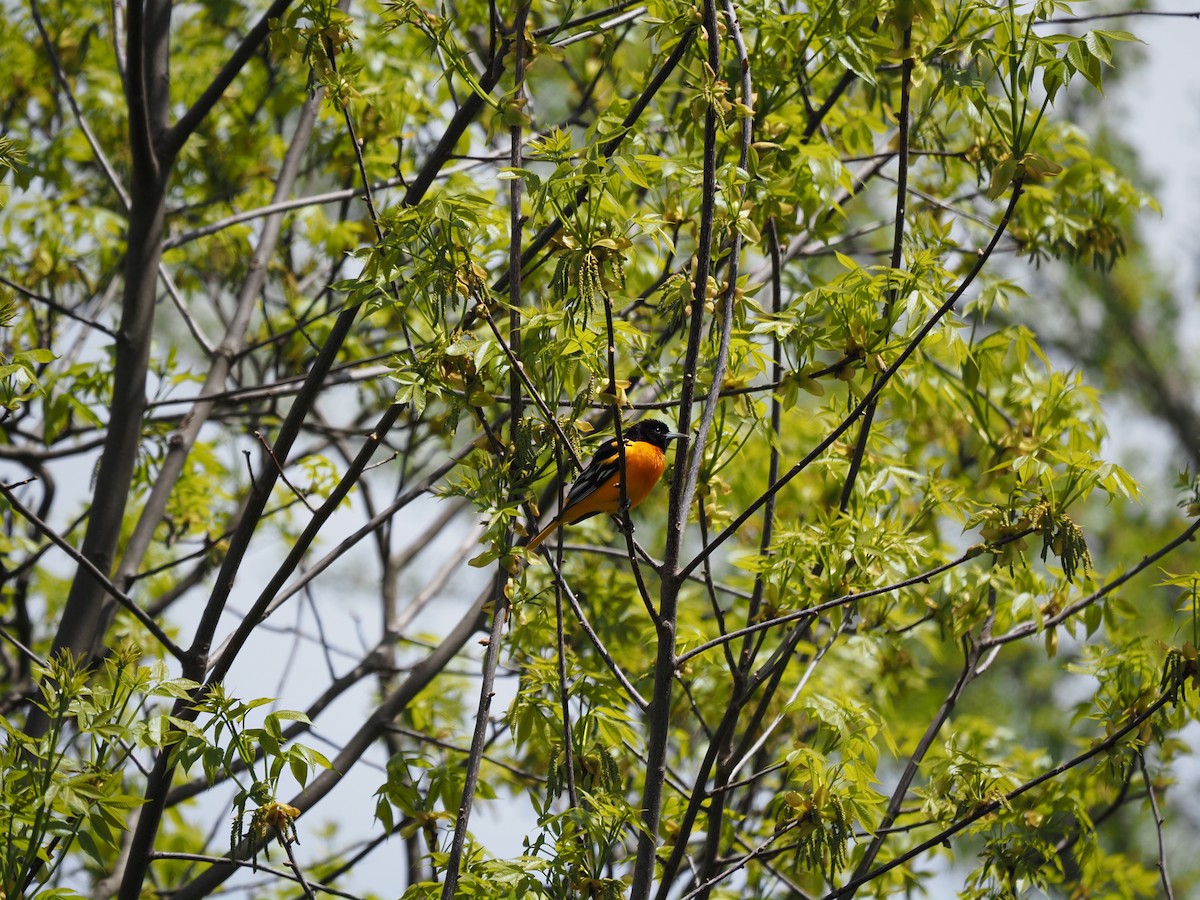 Baltimore Oriole - ML619988386