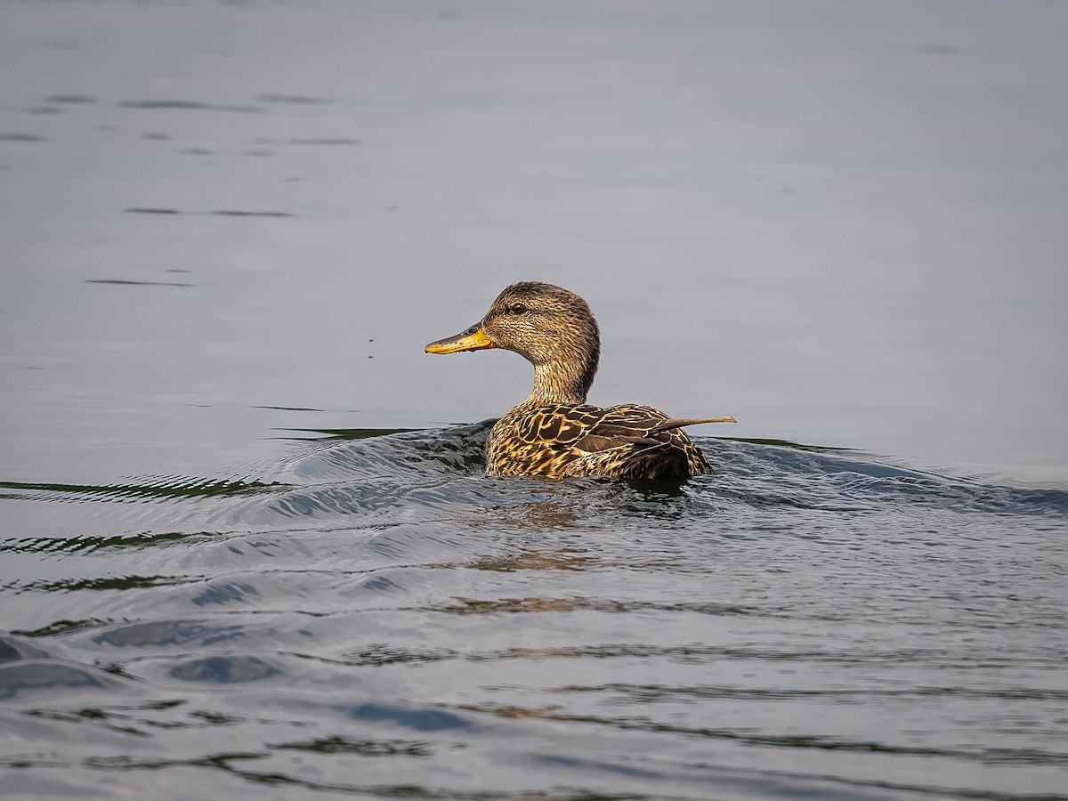 Gadwall - ML619988392