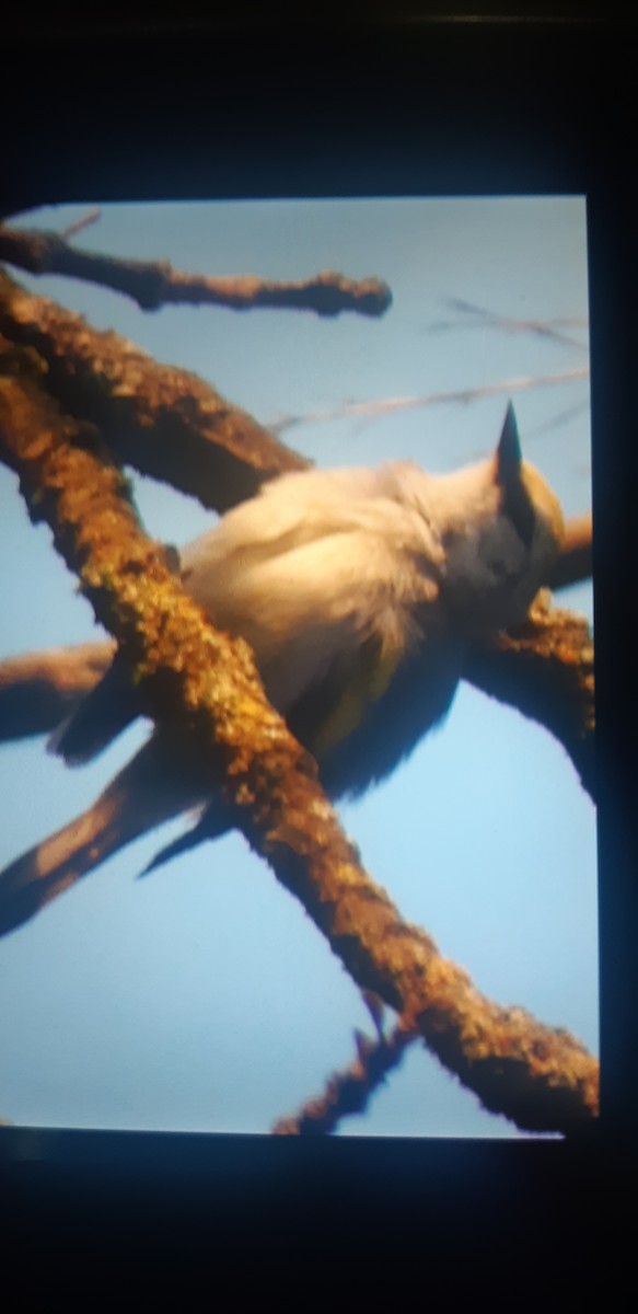 Brewster's Warbler (hybrid) - ML619988405