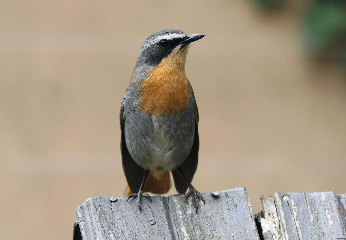 Cape Robin-Chat - ML619988406