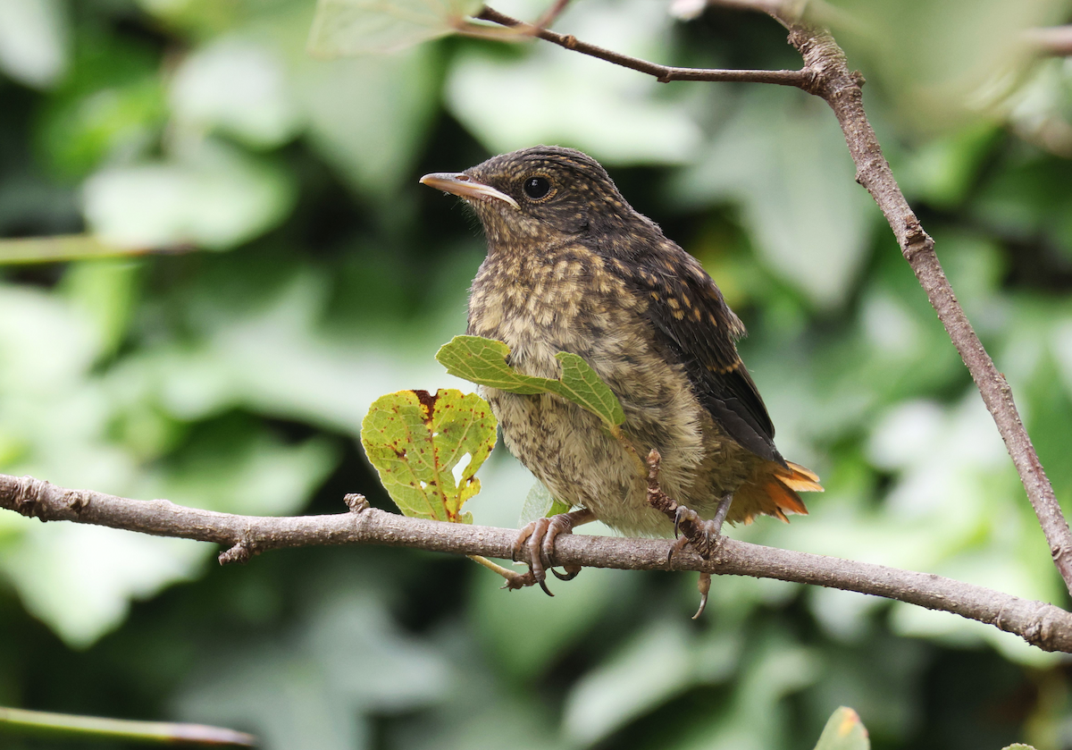 Cape Robin-Chat - ML619988413