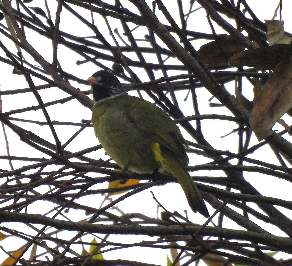 Bulbul Collarejo - ML619988415