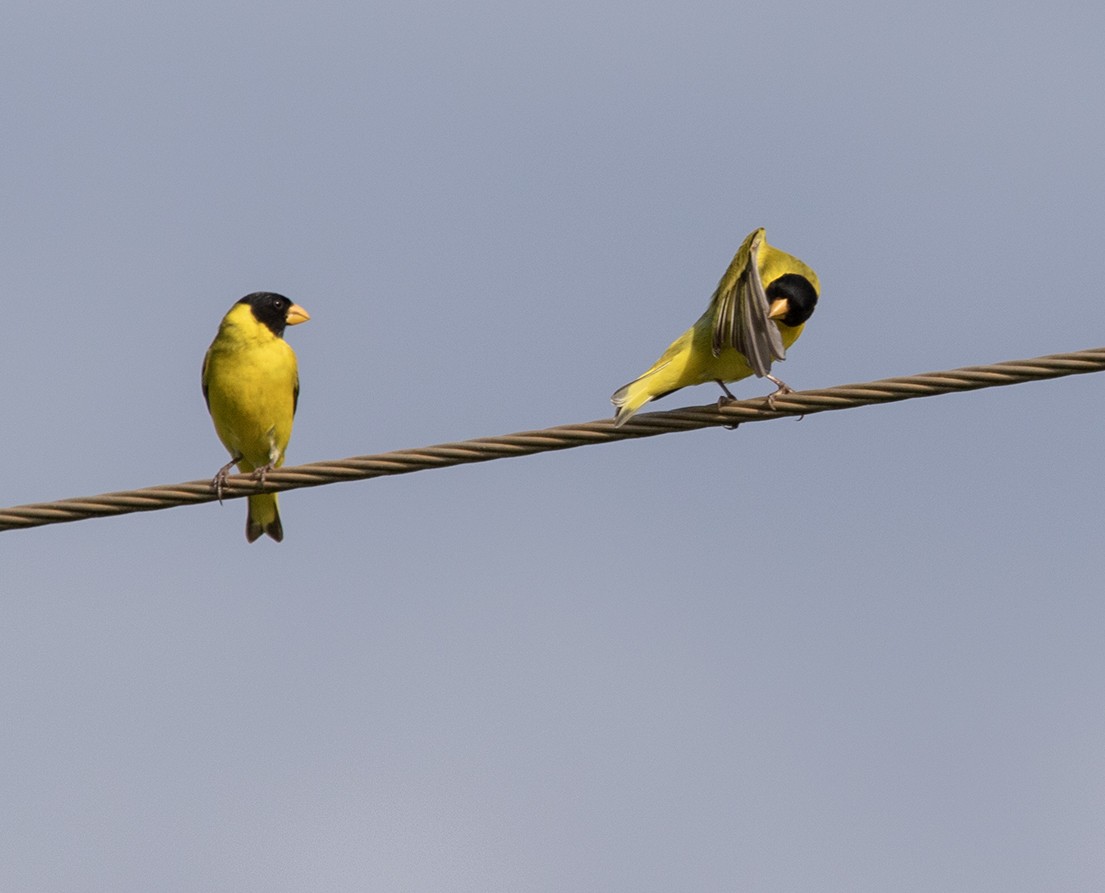 Antillean Siskin - ML619988417