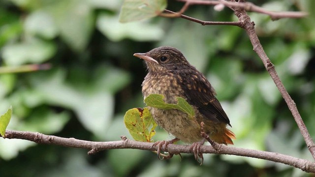 Cape Robin-Chat - ML619988418