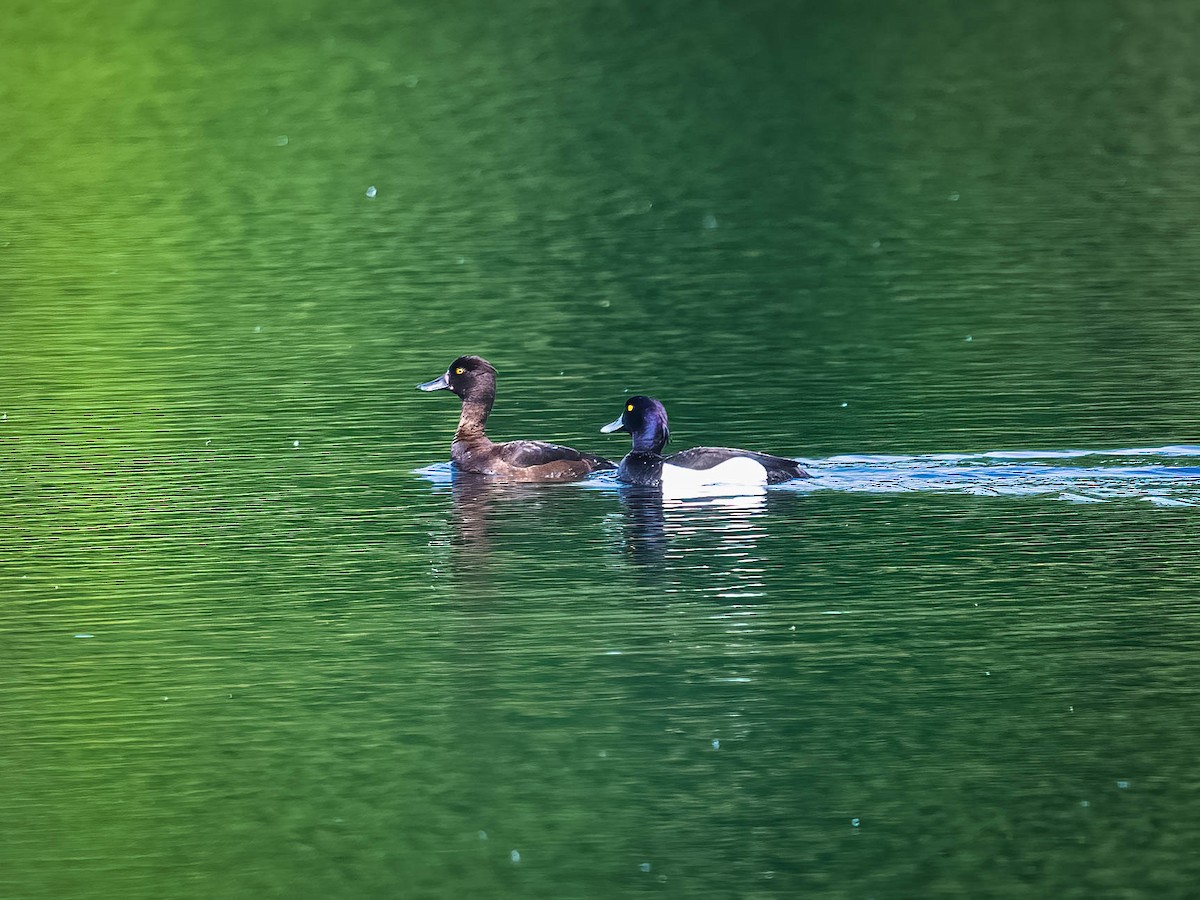 Tufted Duck - ML619988419