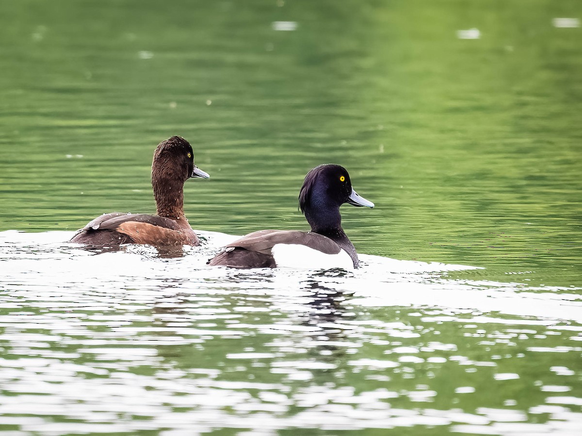 Tufted Duck - ML619988440