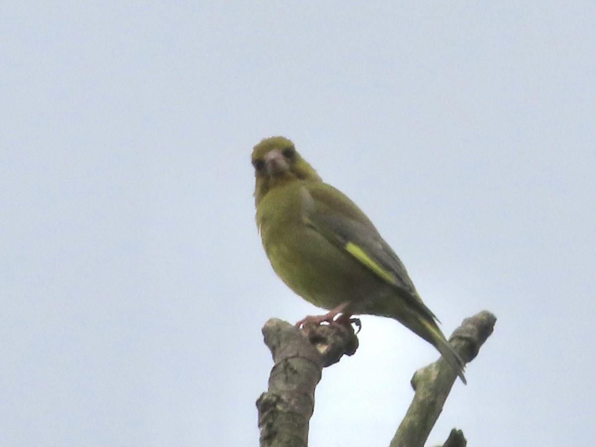 European Greenfinch - ML619988450