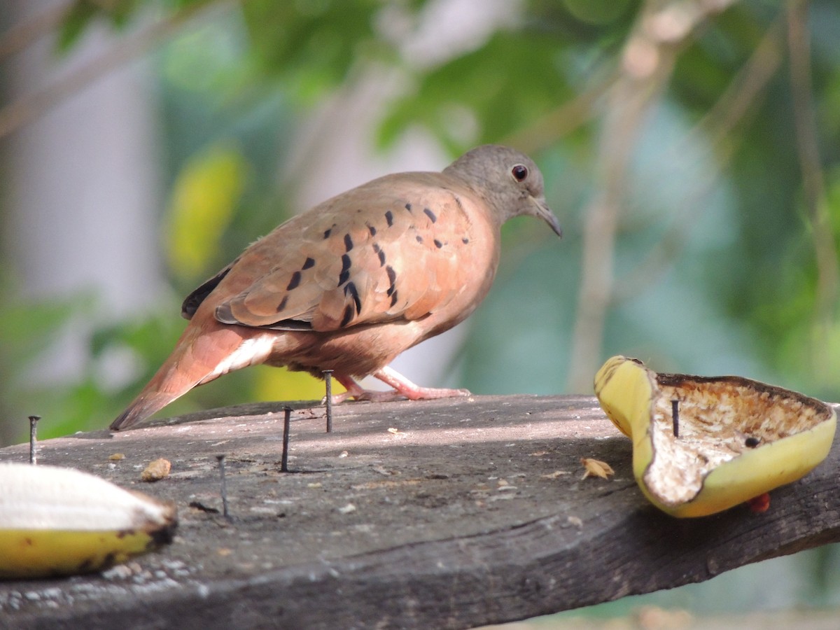 Ruddy Ground Dove - ML619988456