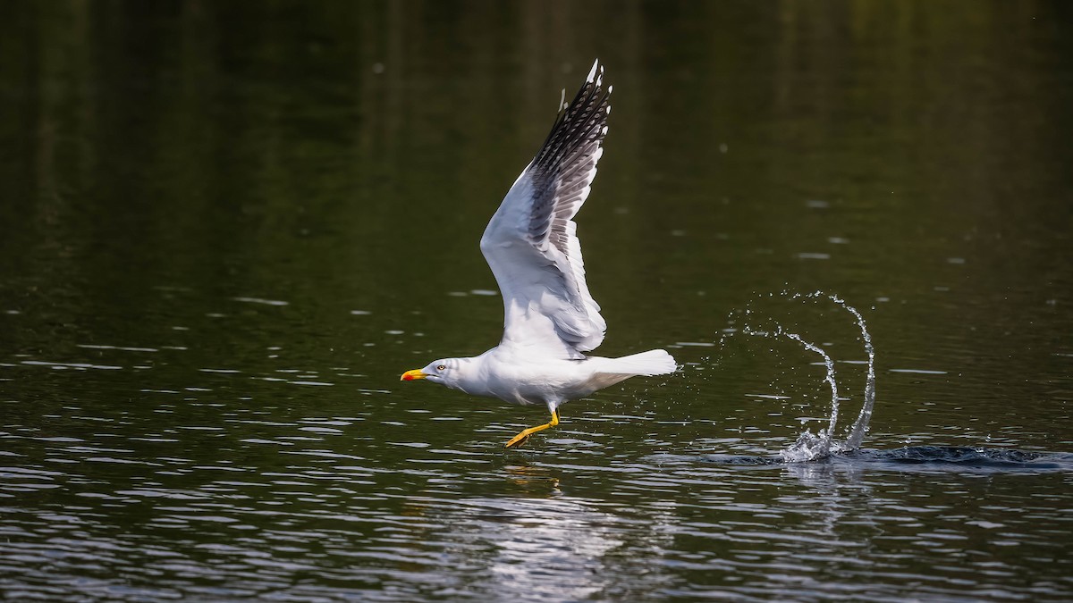 Lesser Black-backed Gull - ML619988458