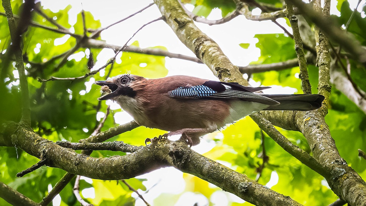 Eurasian Jay - ML619988465