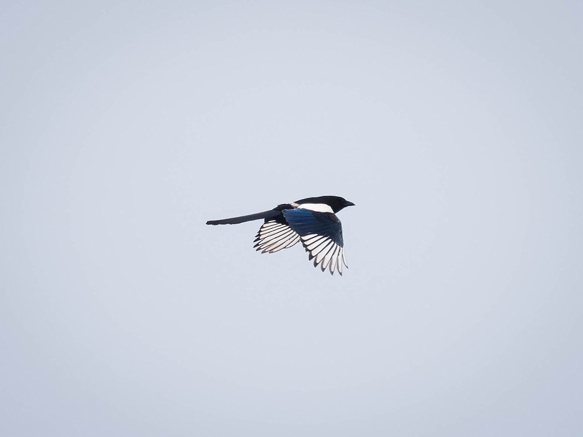 Eurasian Magpie - Boon Chong Chen