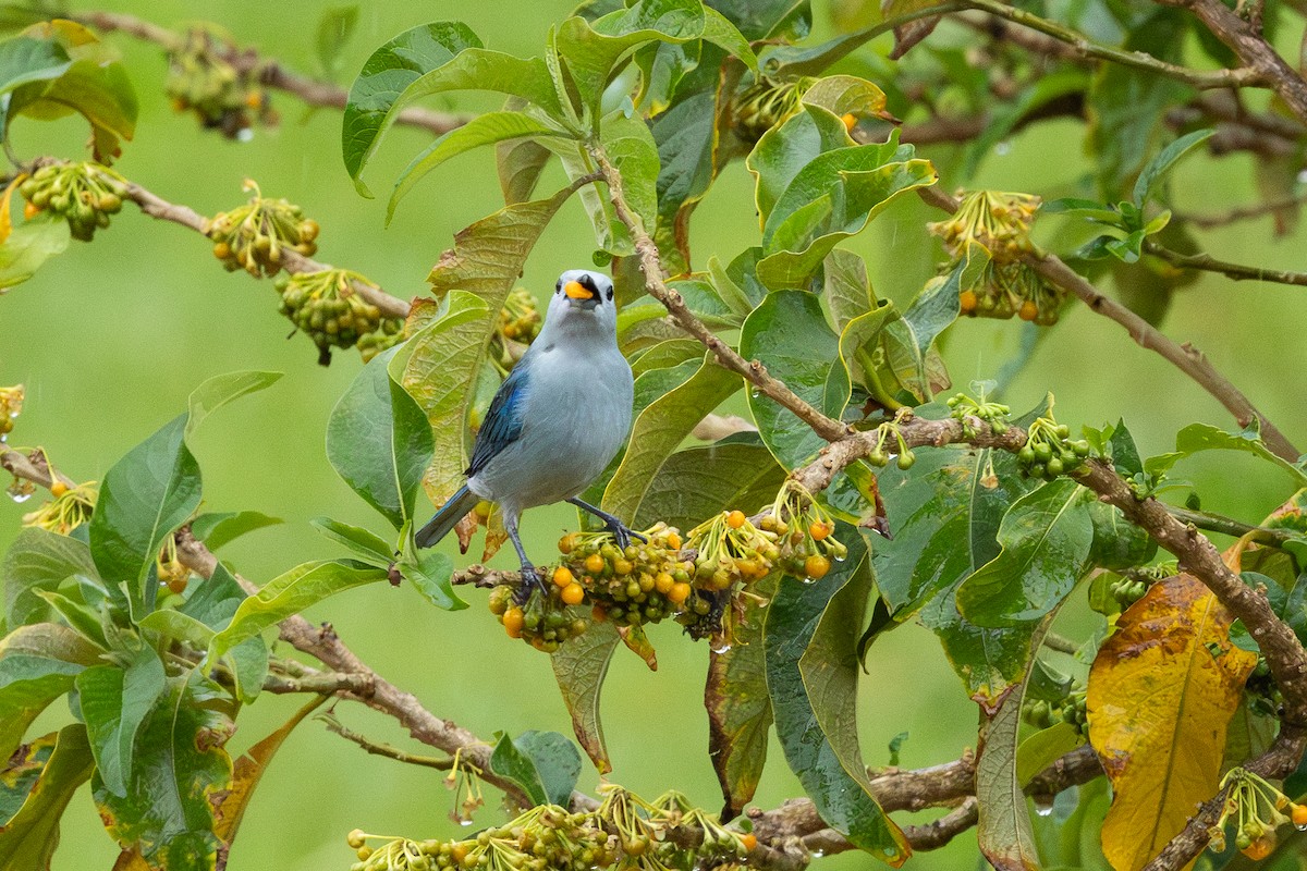 Blue-gray Tanager - ML619988477