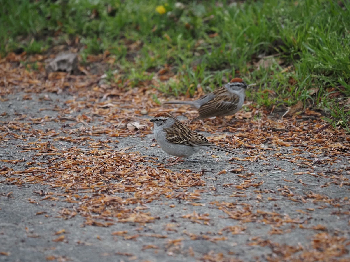 Chipping Sparrow - ML619988485