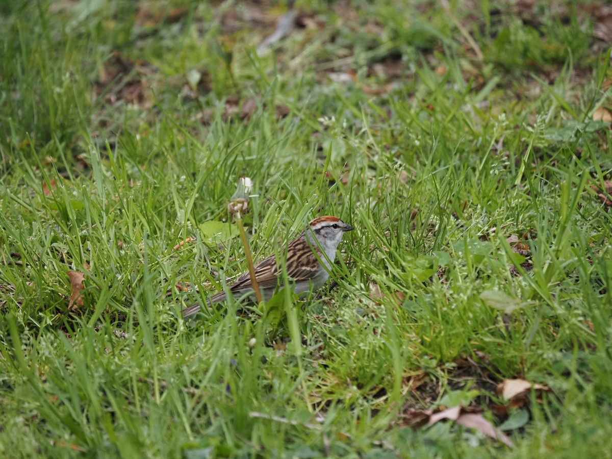 Chipping Sparrow - ML619988486