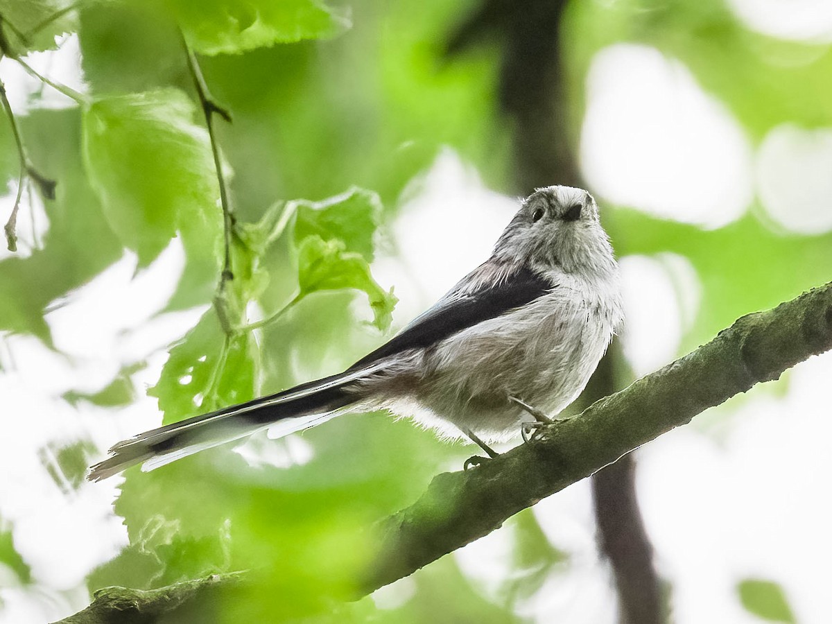 Long-tailed Tit - ML619988499