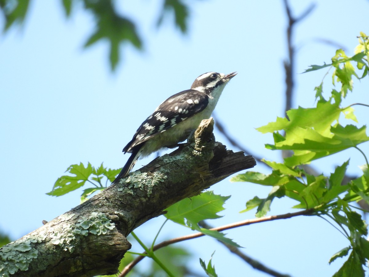 Downy Woodpecker - ML619988508