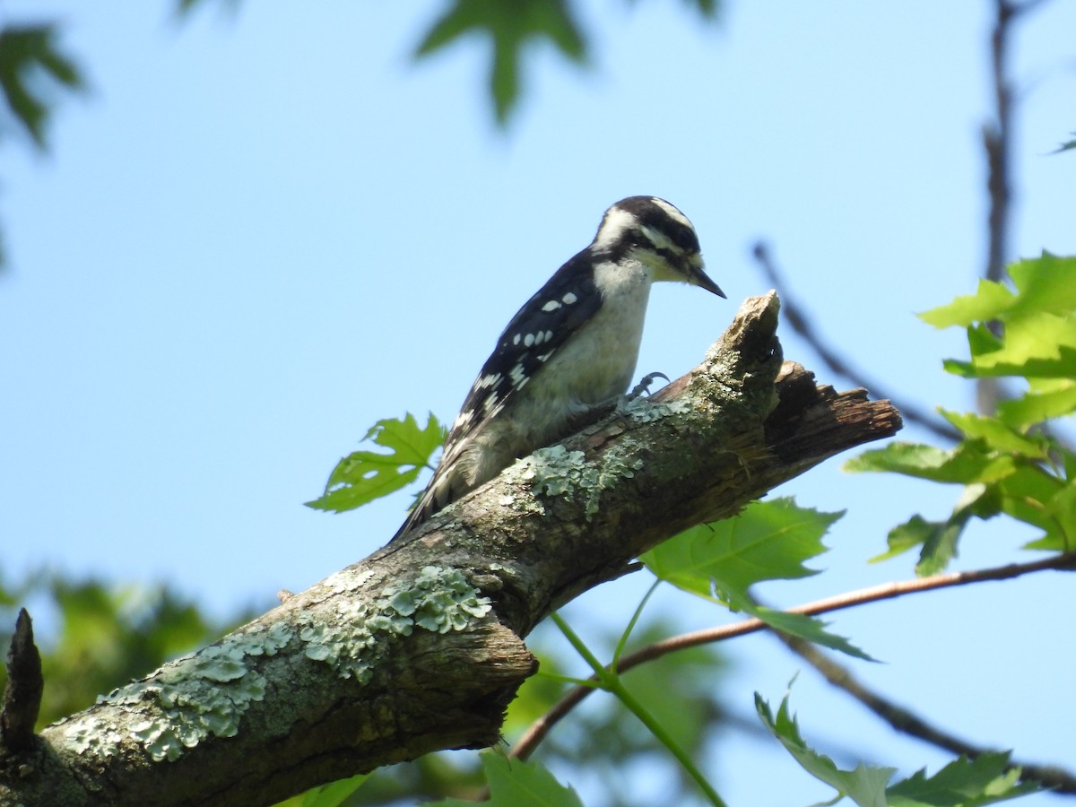 Downy Woodpecker - ML619988510