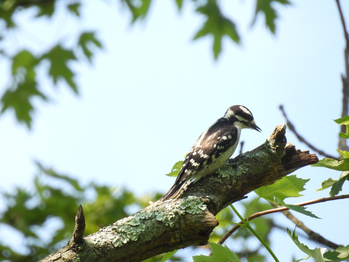 Downy Woodpecker - ML619988511