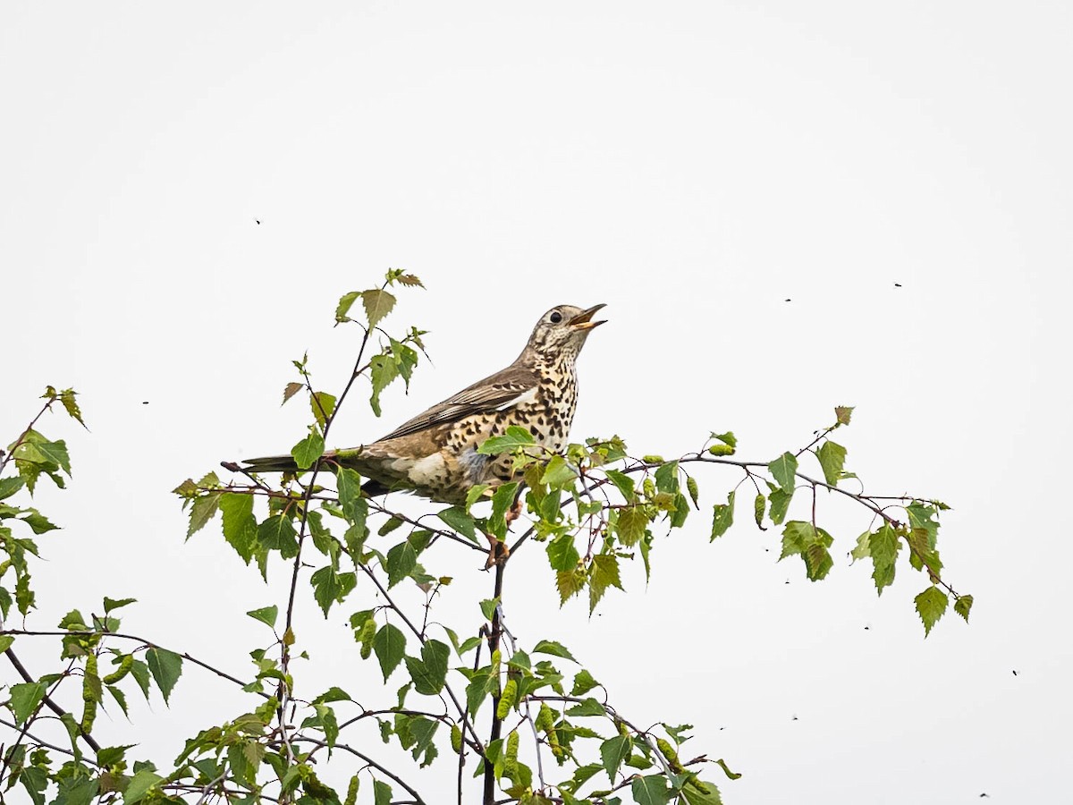 Mistle Thrush - ML619988515