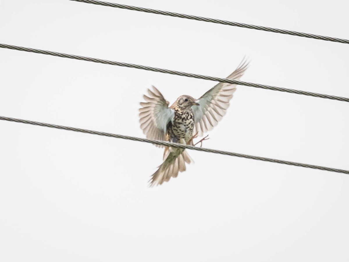 Mistle Thrush - ML619988517