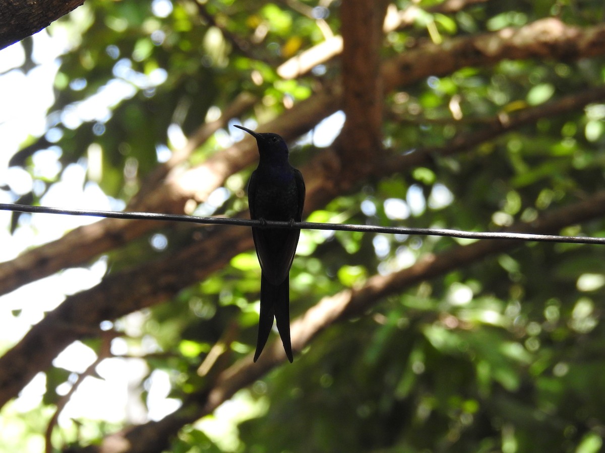 Swallow-tailed Hummingbird - ML619988518