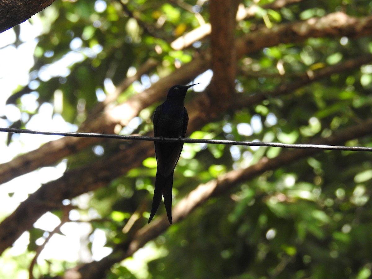 Swallow-tailed Hummingbird - ML619988519