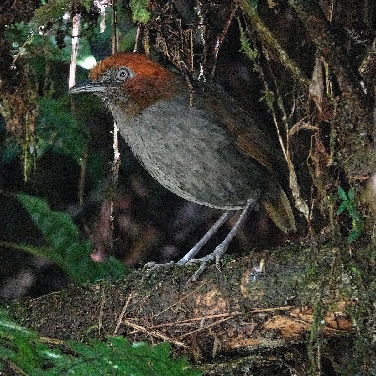 Chestnut-naped Antpitta - ML619988521