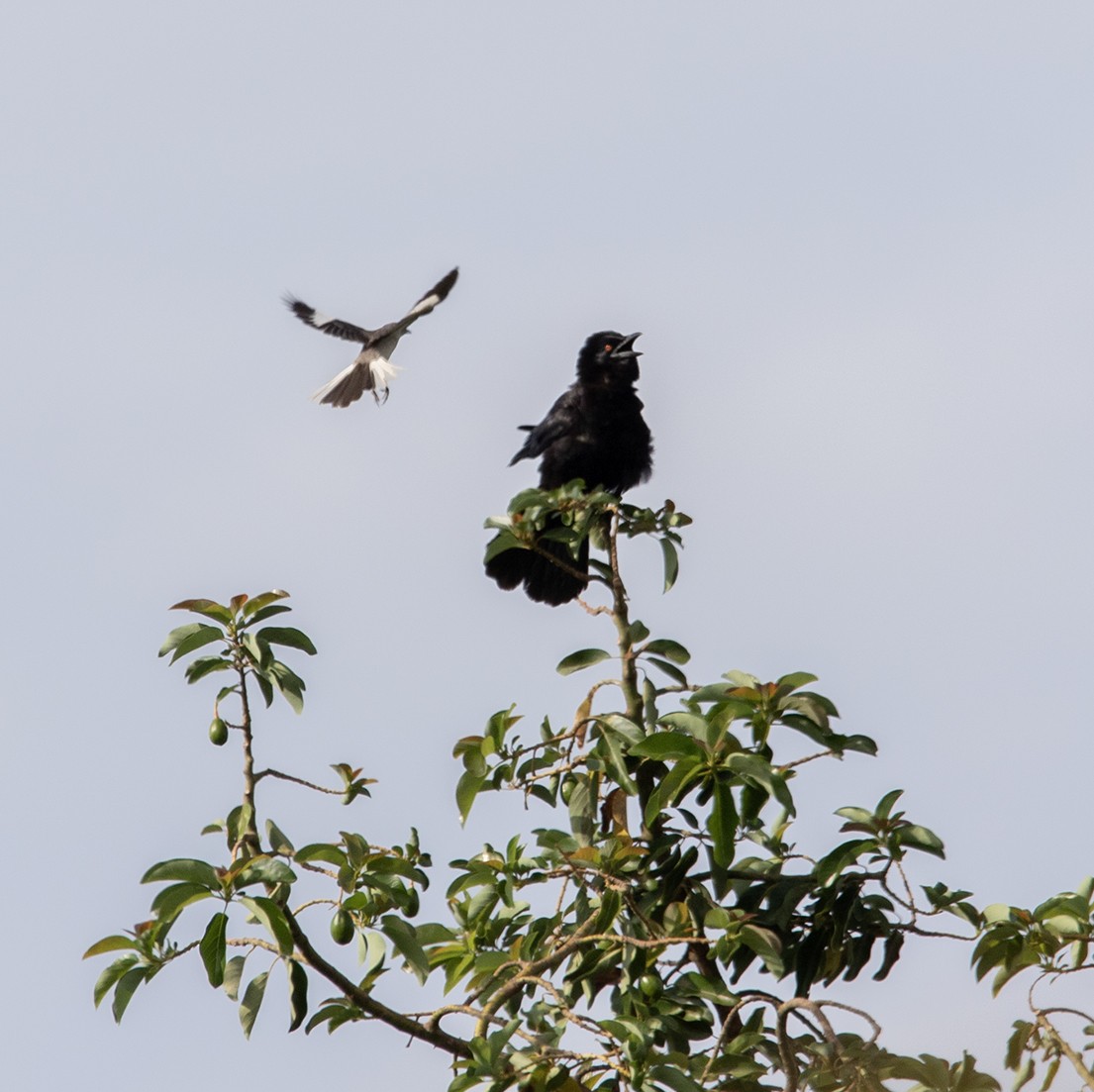 White-necked Crow - ML619988522
