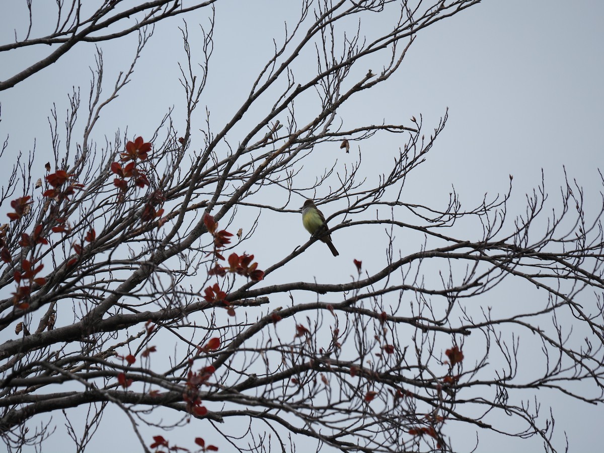 Great Crested Flycatcher - ML619988524