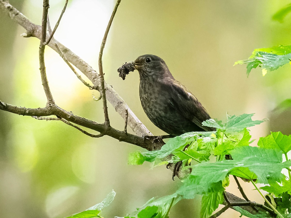 Eurasian Blackbird - ML619988526