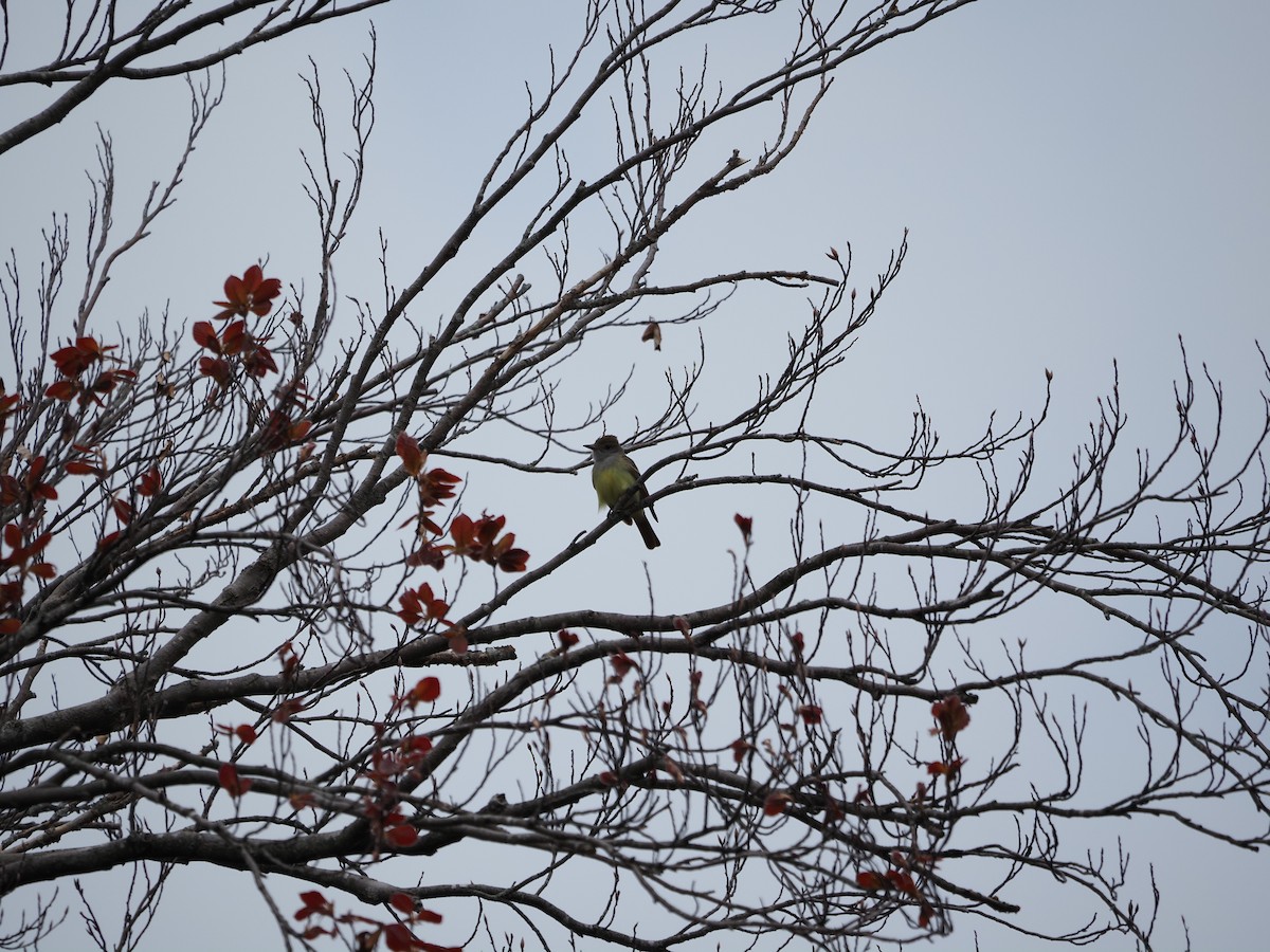 Great Crested Flycatcher - ML619988527