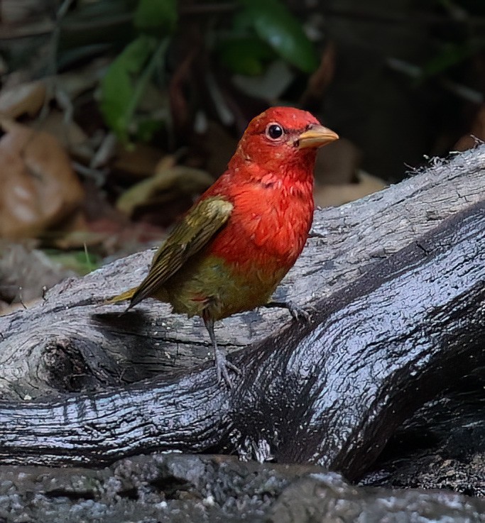 Summer Tanager - ML619988529