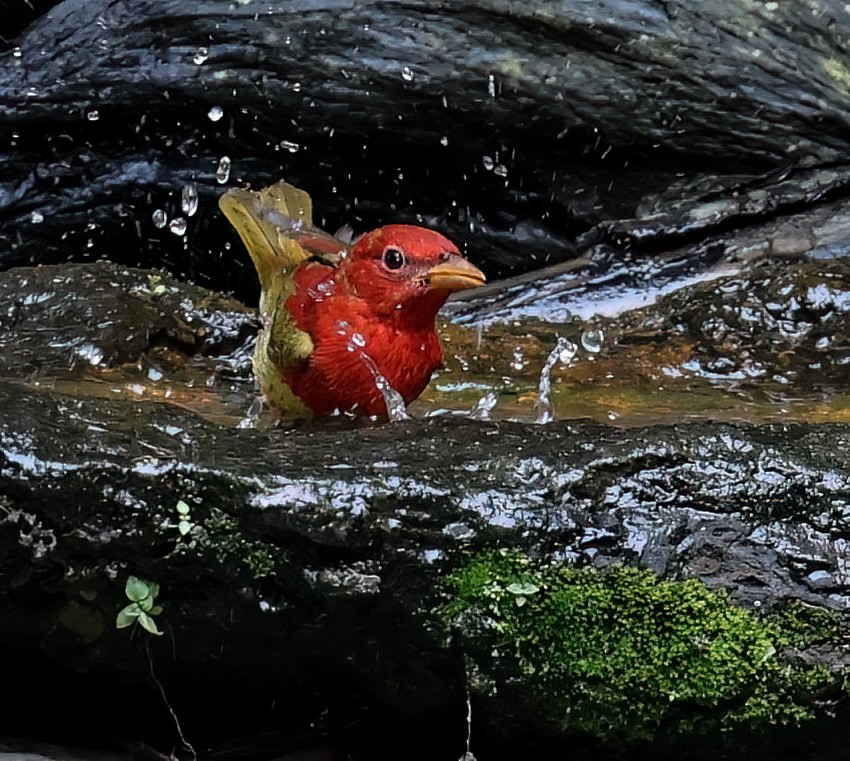 Summer Tanager - ML619988530