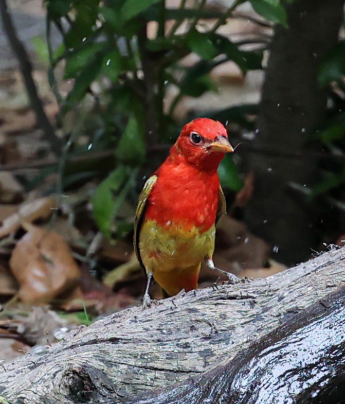 Summer Tanager - ML619988531