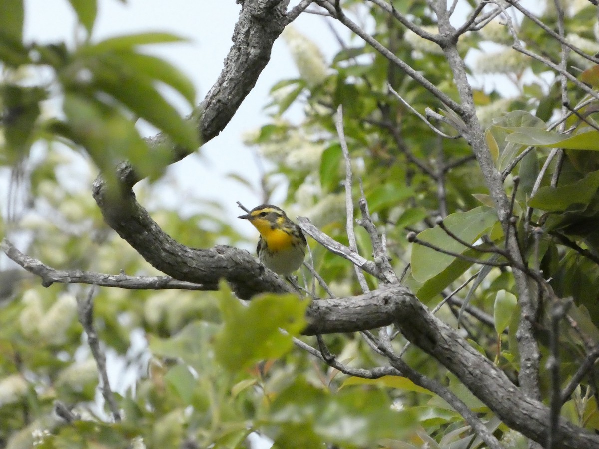 Blackburnian Warbler - ML619988542