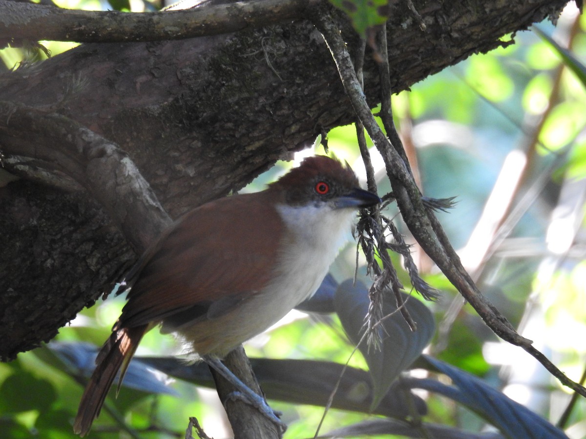 Great Antshrike - ML619988548