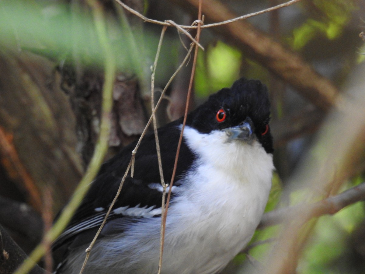 Great Antshrike - ML619988549