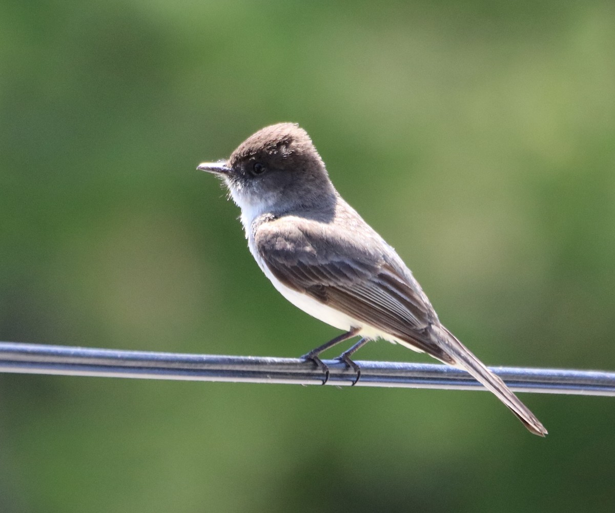 Eastern Phoebe - ML619988560