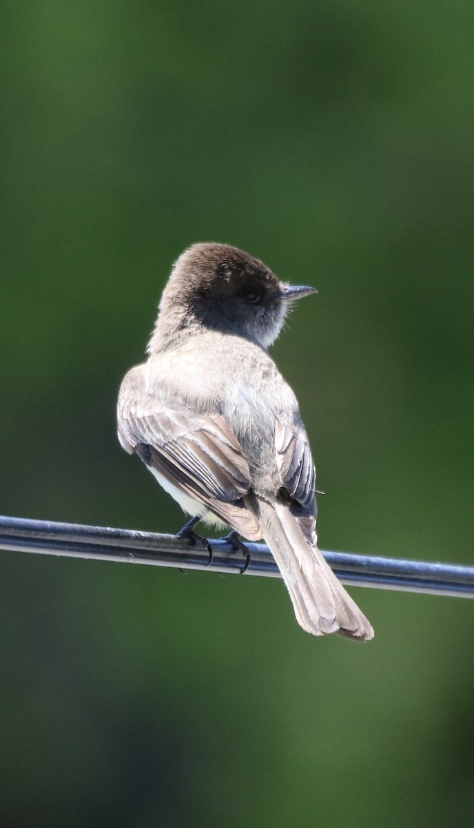 Eastern Phoebe - ML619988562