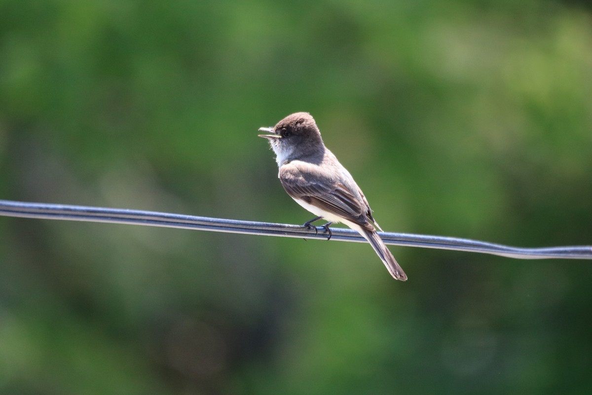 Eastern Phoebe - ML619988569