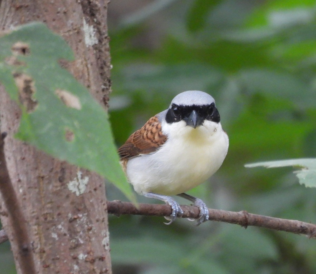 Tiger Shrike - ML619988573